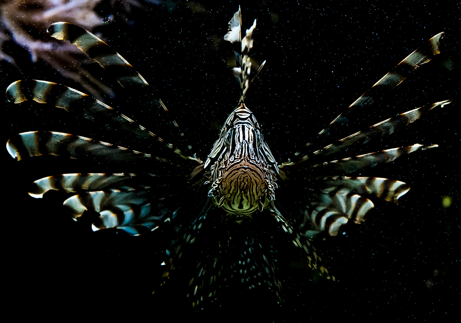 Feuerfisch in der Stuttgarter Wilhelma