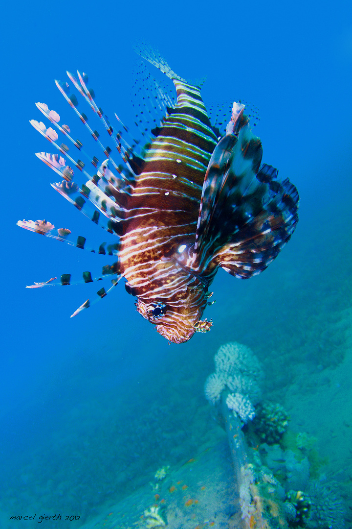 Feuerfisch - Lionfish