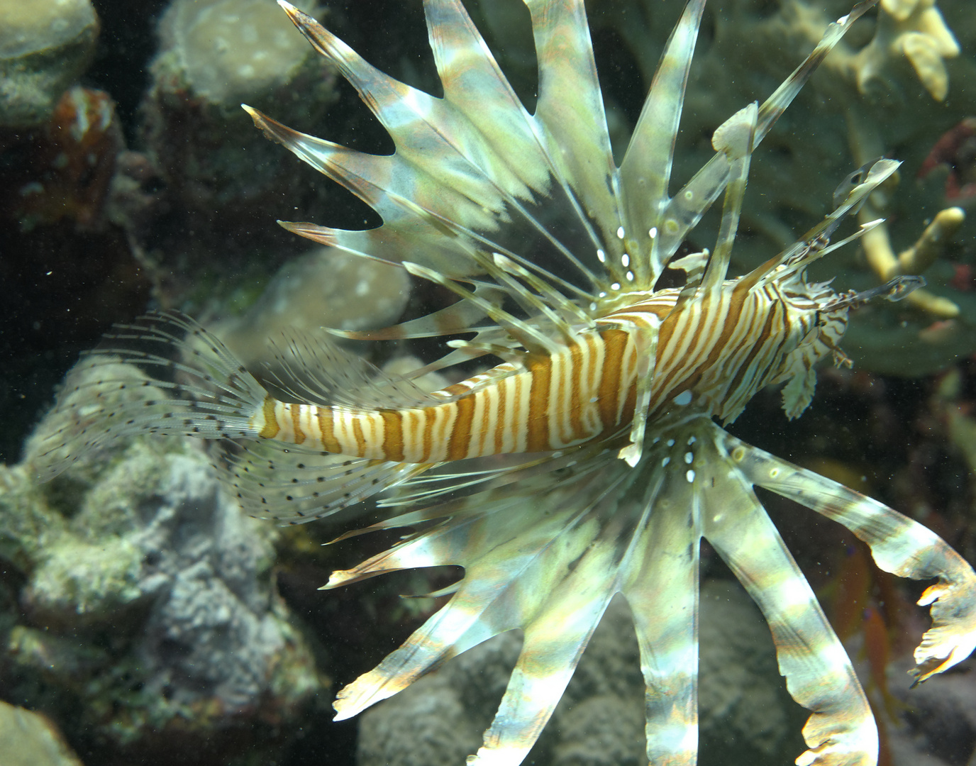 Feuerfisch ocker-gelb