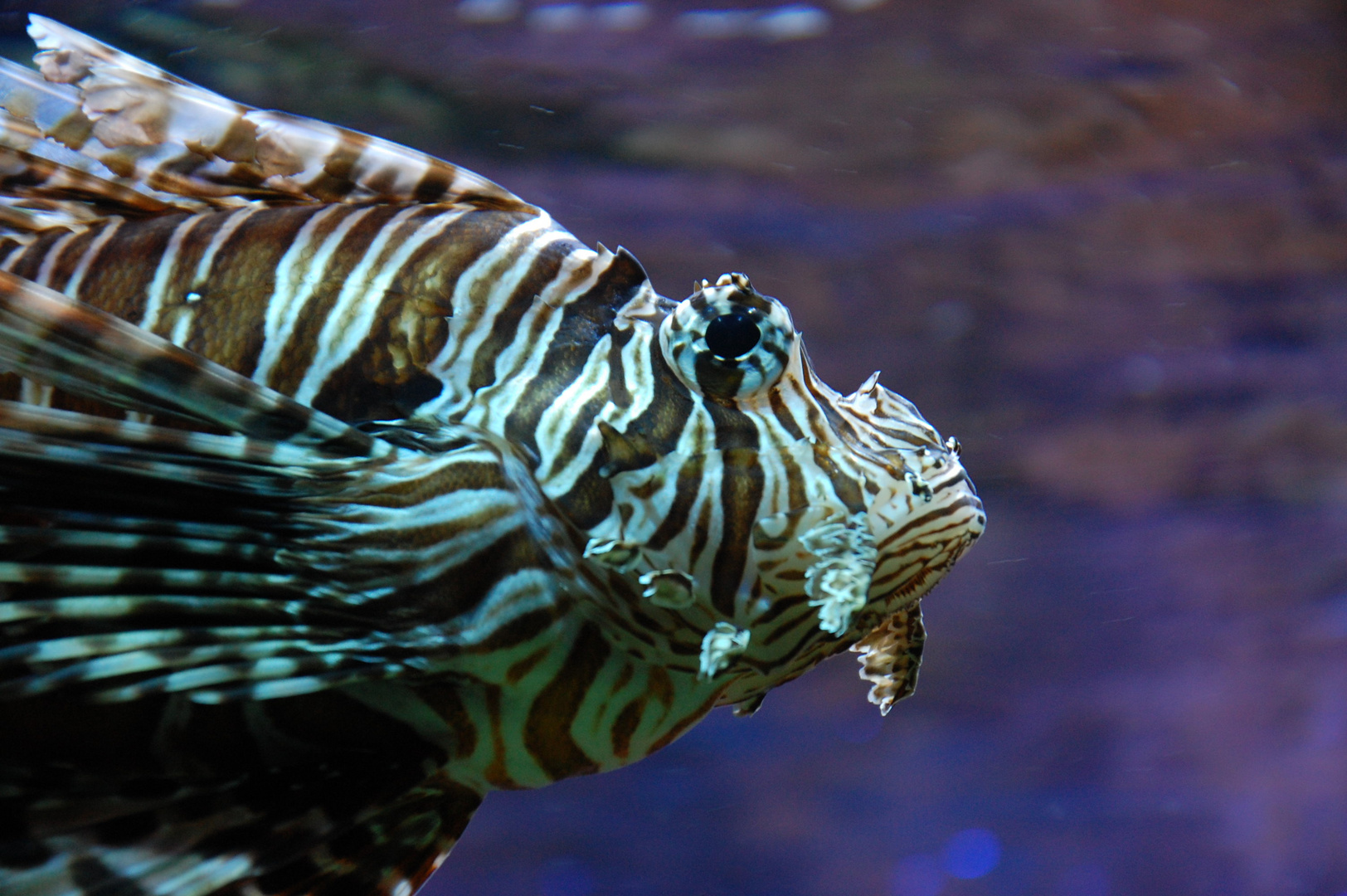 Feuerfisch Portrait