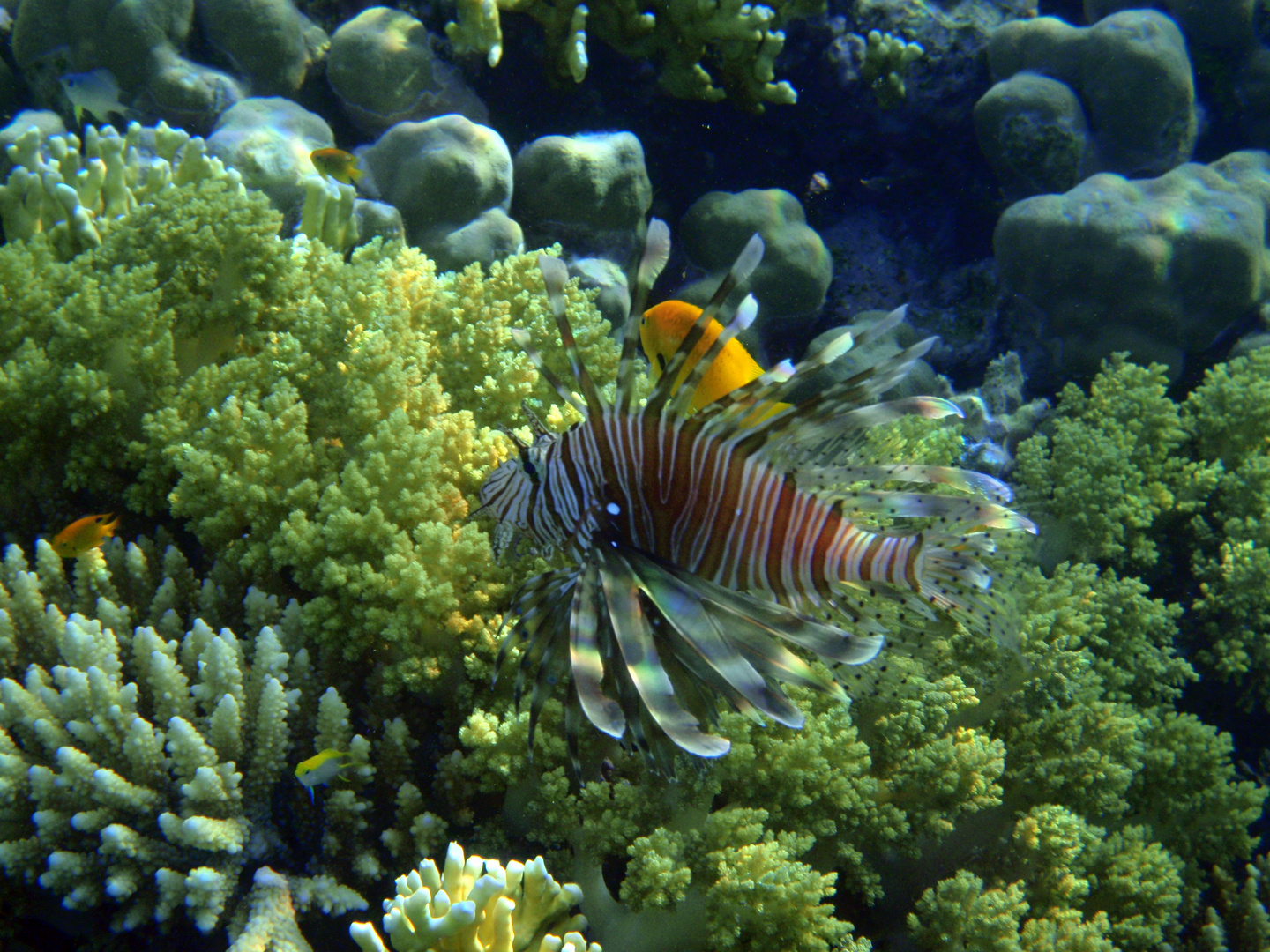 Feuerfisch Rotes Meer