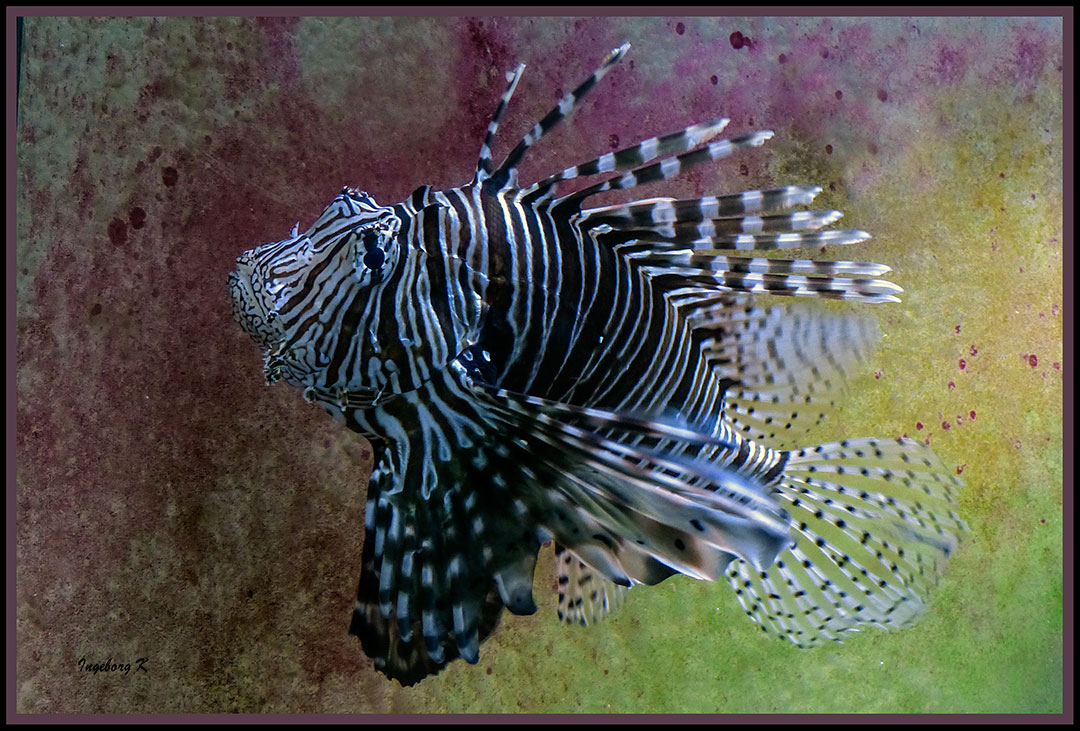 Feuerfisch - Terrazoo Rheinberg