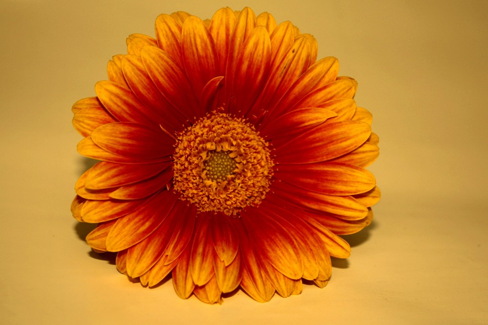 Feuergerbera