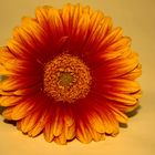 Feuergerbera