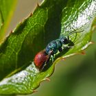 Feuergoldwespe (Chrysis ignita)