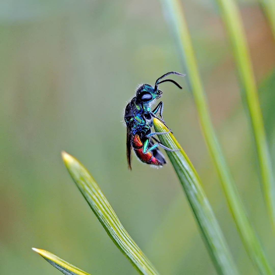 Feuergoldwespe (Chrysis ignita)