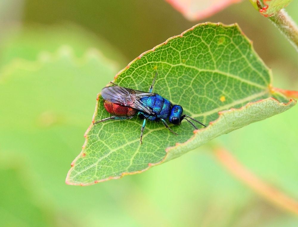 Feuergoldwespe (Chrysis ignita)