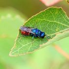 Feuergoldwespe (Chrysis ignita)