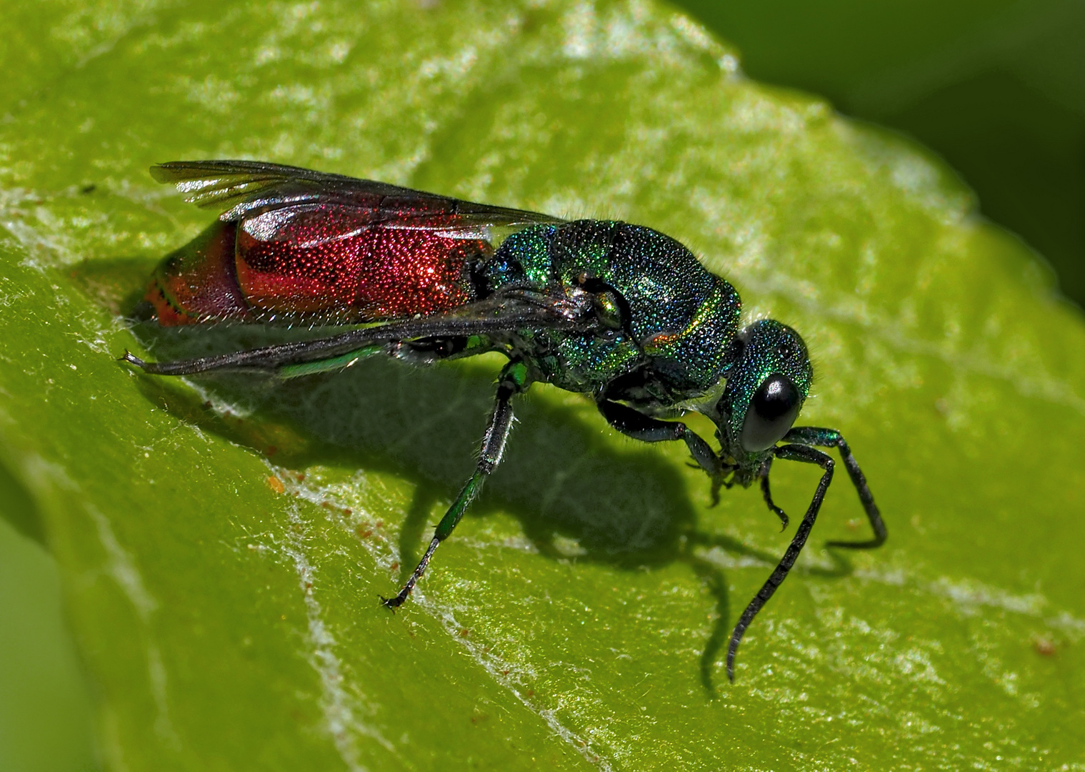  Feuergoldwespe (Chrysis ignita) - Guêpe coucou ou chryside enflammée.