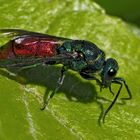  Feuergoldwespe (Chrysis ignita) - Guêpe coucou ou chryside enflammée.