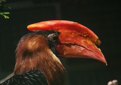 Feuerhornvogel