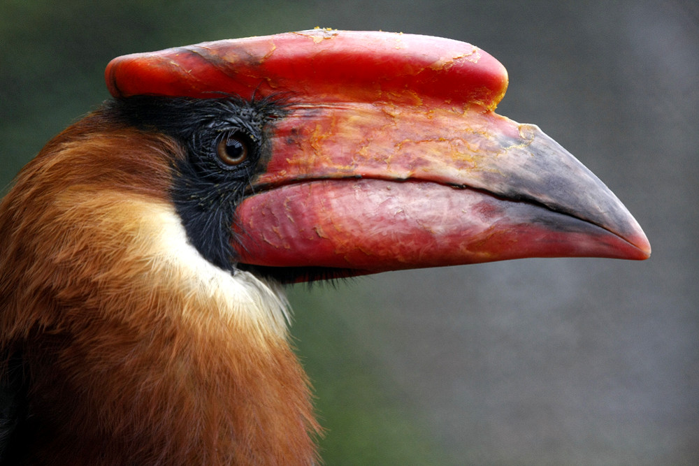 Feuerhornvogel