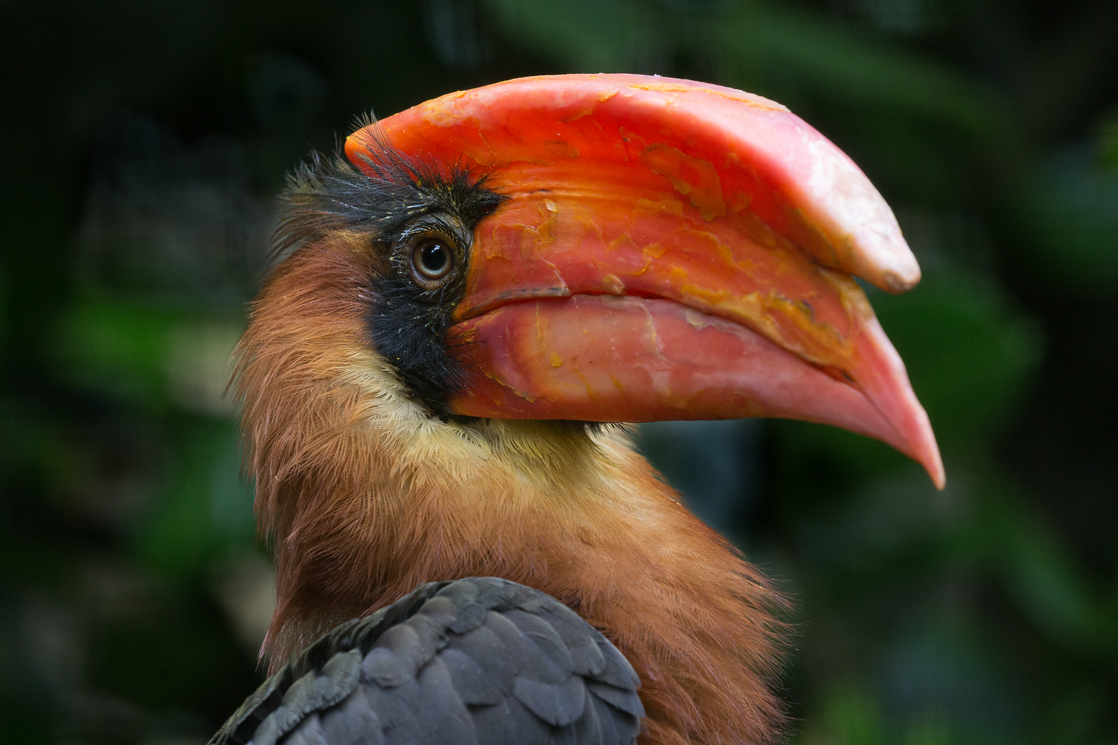 Feuerhornvogel