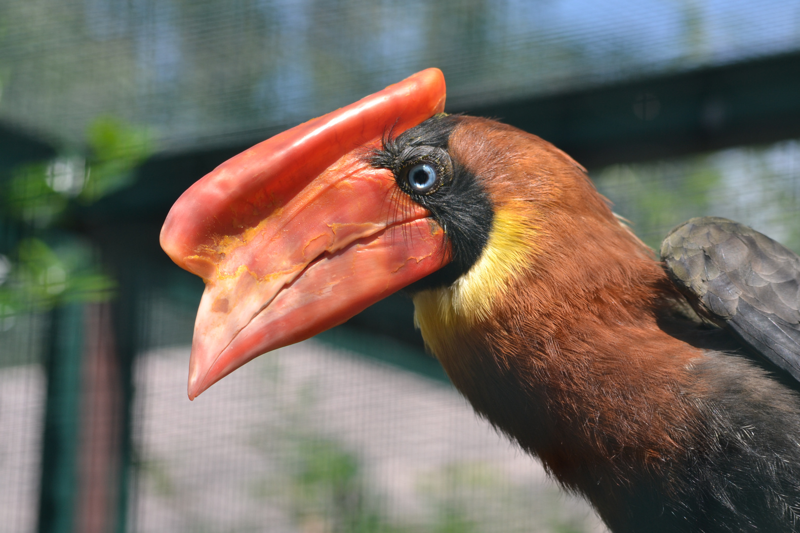 Feuerhornvogel