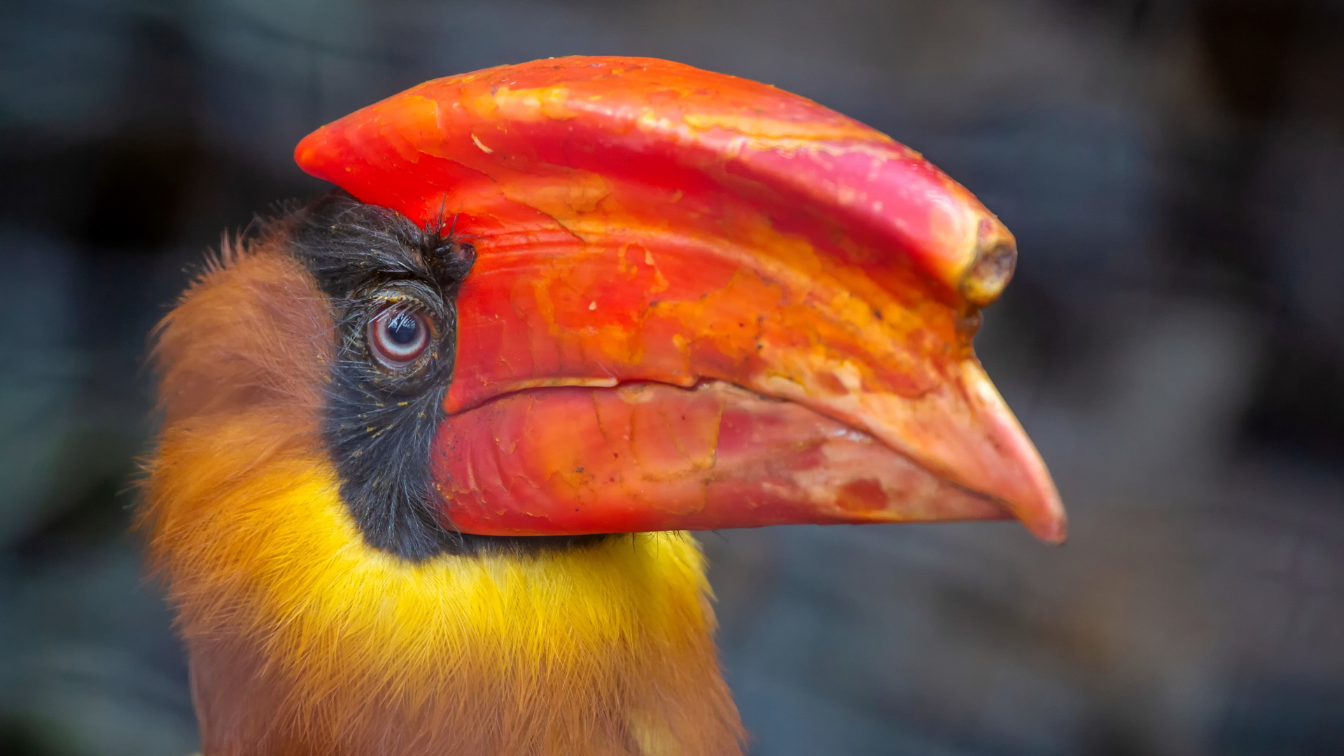 Feuerhornvogel (Buceros hydrocorax)