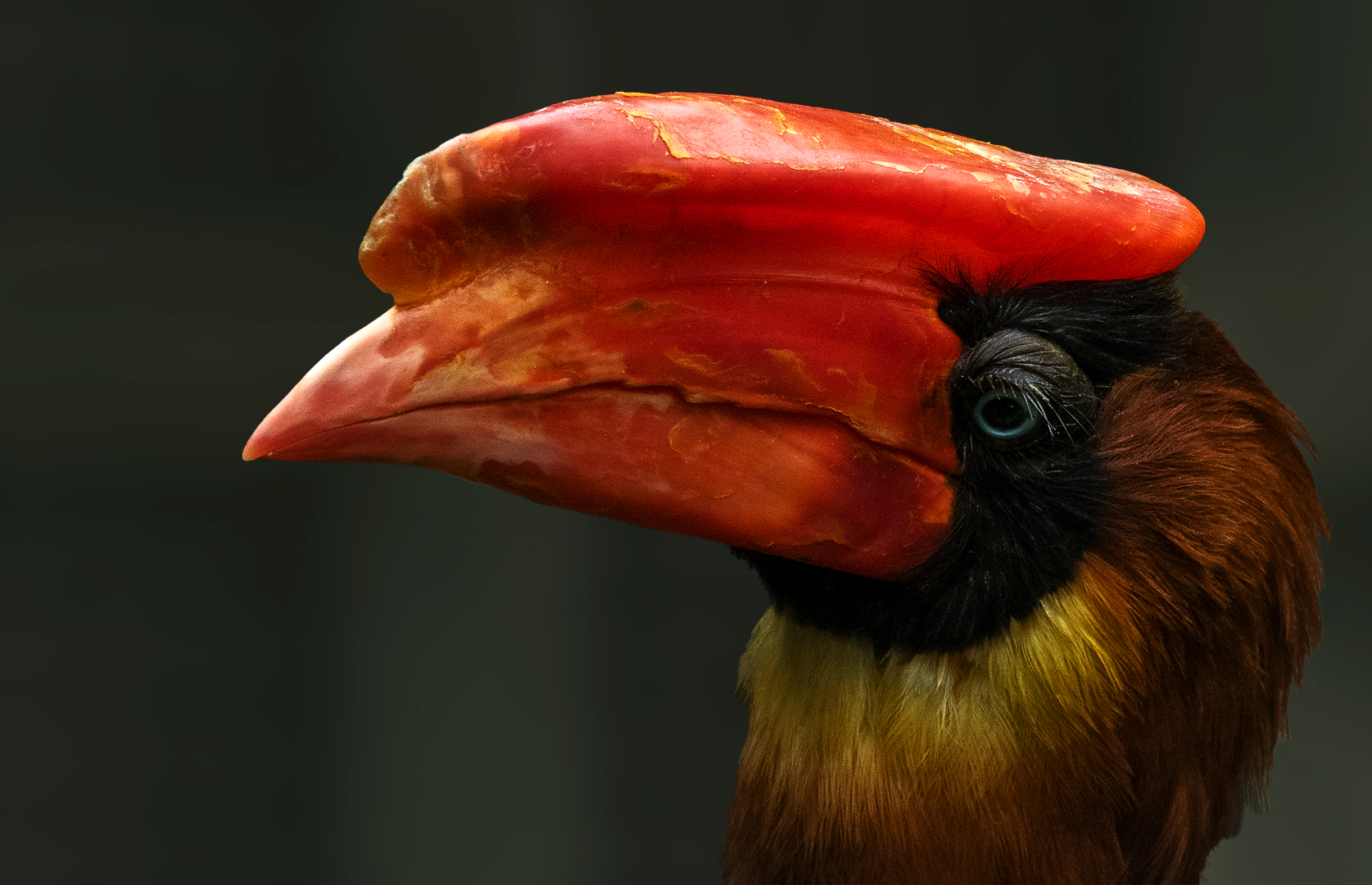 Feuerhornvogel Portrait 001