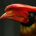 Feuerhornvogel Portrait 001