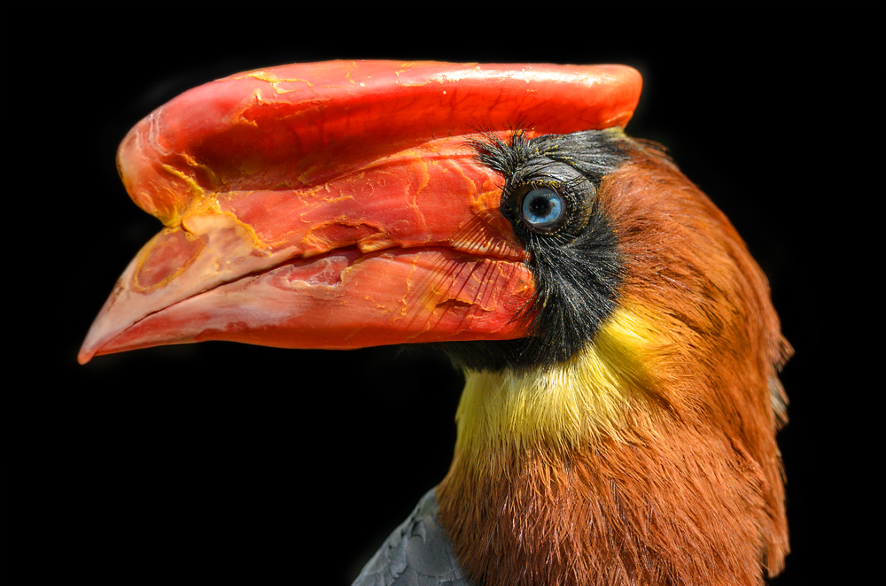 Feuerhornvogel-Portrait