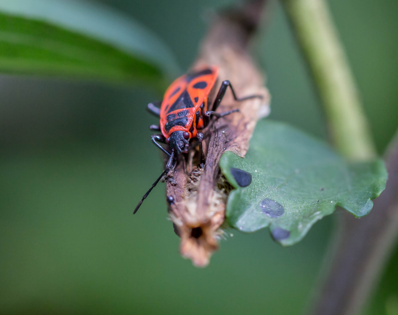 Feuerkäfer