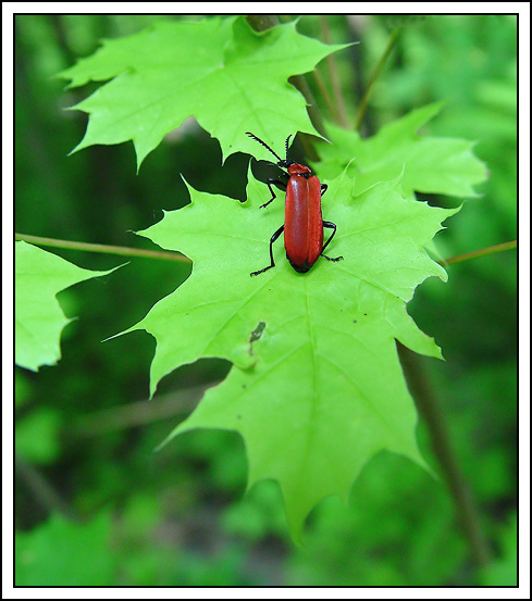 Feuerkäfer