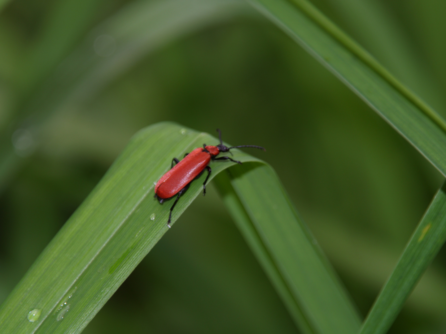 Feuerkäfer