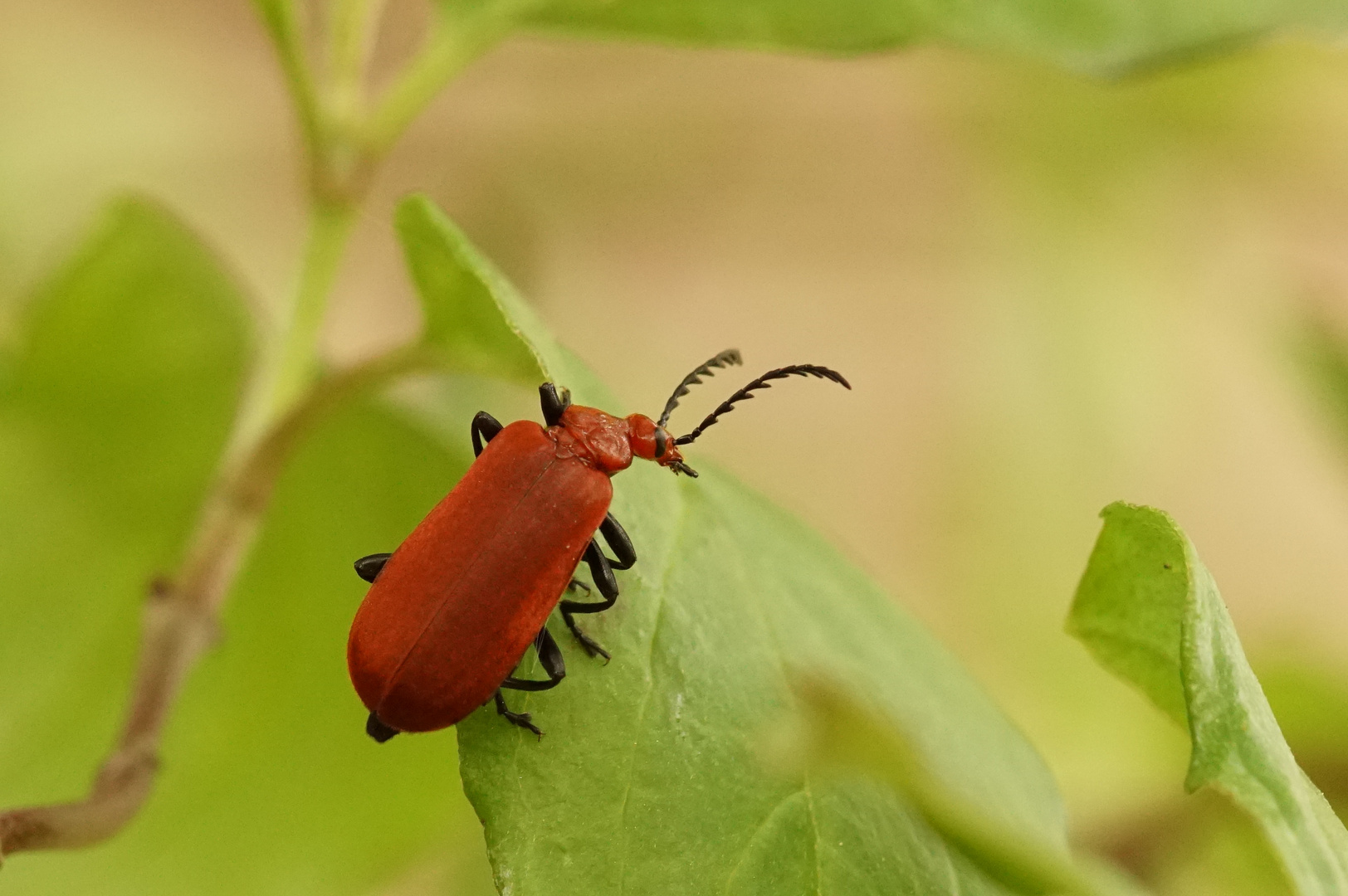 Feuerkäfer