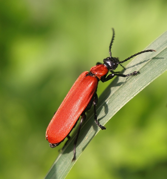 Feuerkäfer