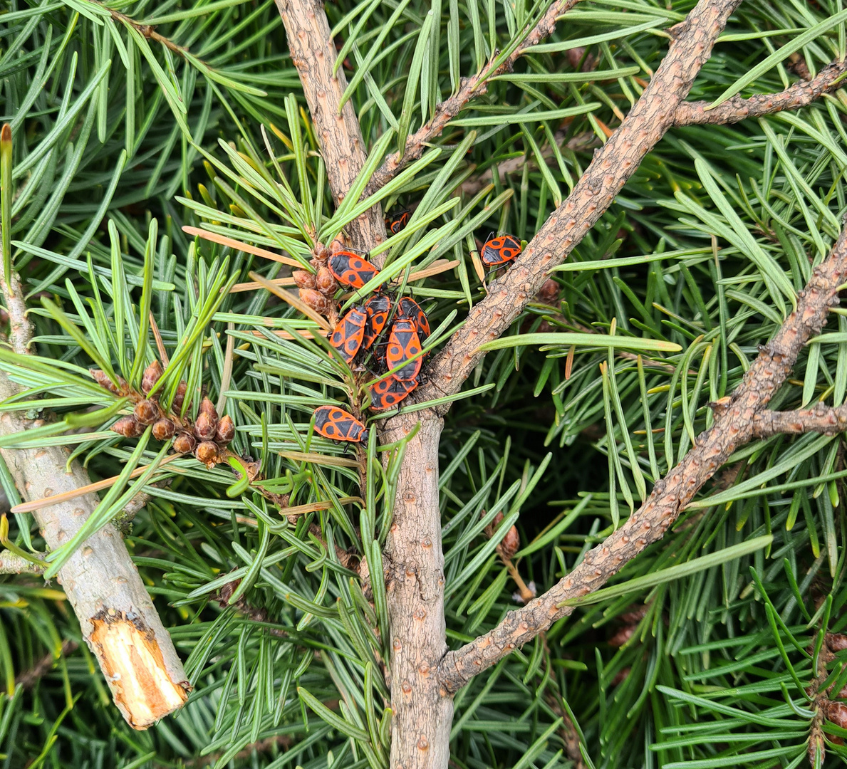 Feuerkäfer auf Douglasienzweig