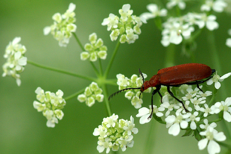 Feuerkäfer