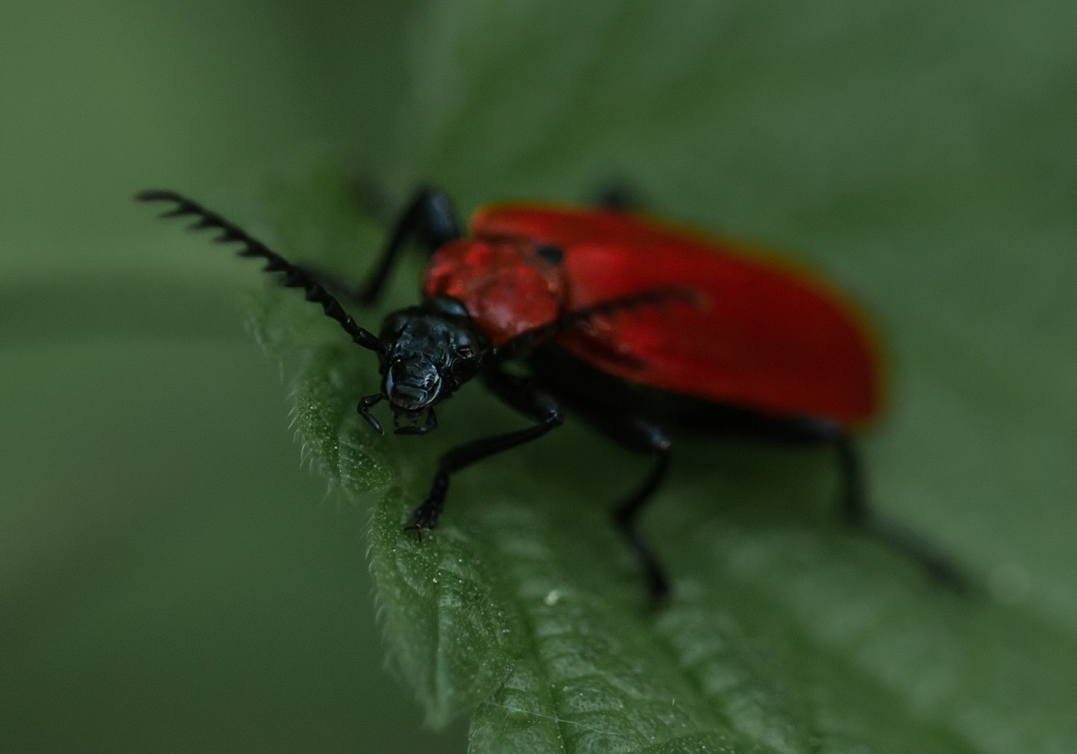 Feuerkäfer