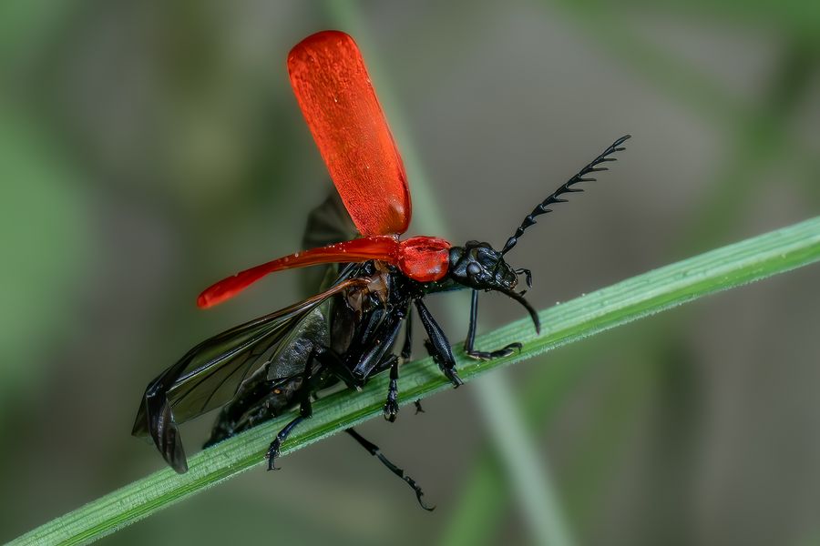 Feuerkäfer