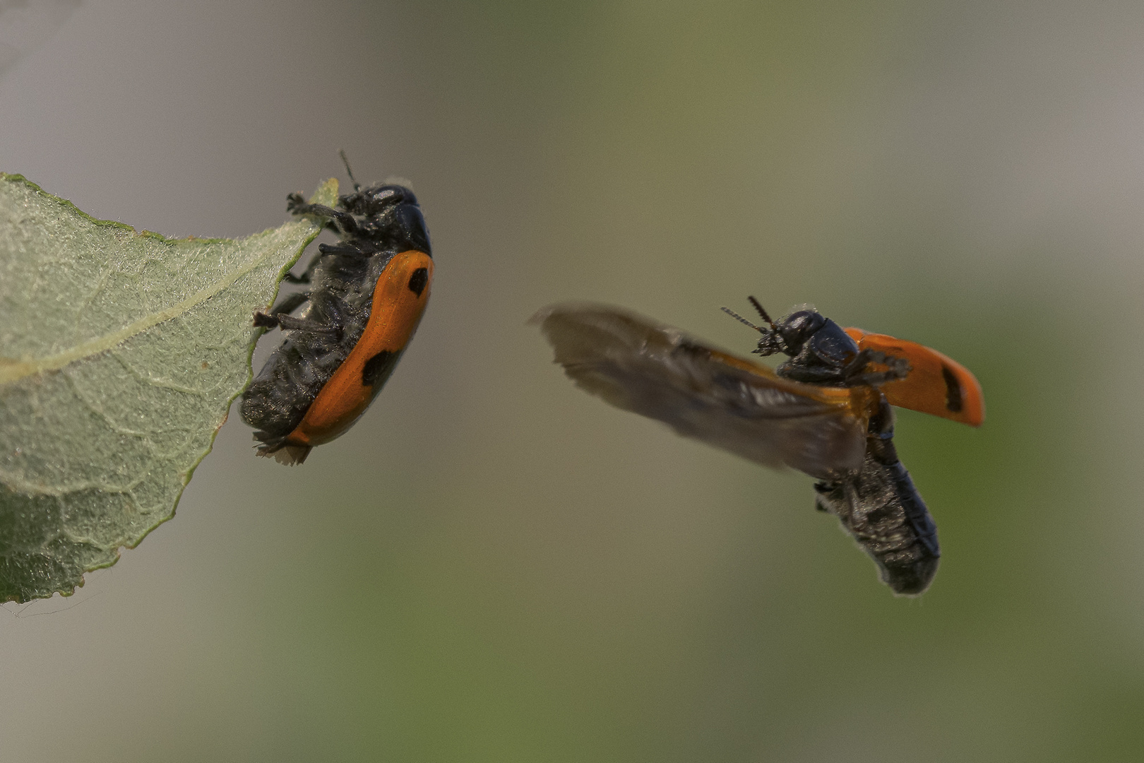 Feuerkäfer im Anflug