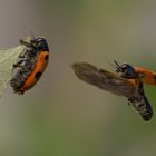 Feuerkäfer im Anflug