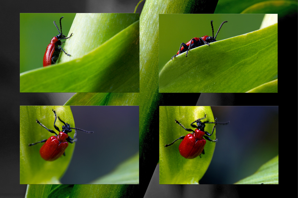 Feuerkäfer (Lilienhähnchen)