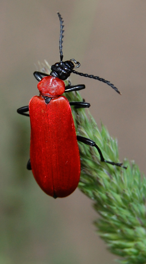 Feuerkäfer Macro