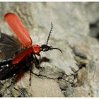 Feuerkäfer (Pyrochroa coccinea) ready for take off!