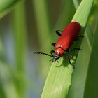 Feuerkäfer - Pyrochroidae