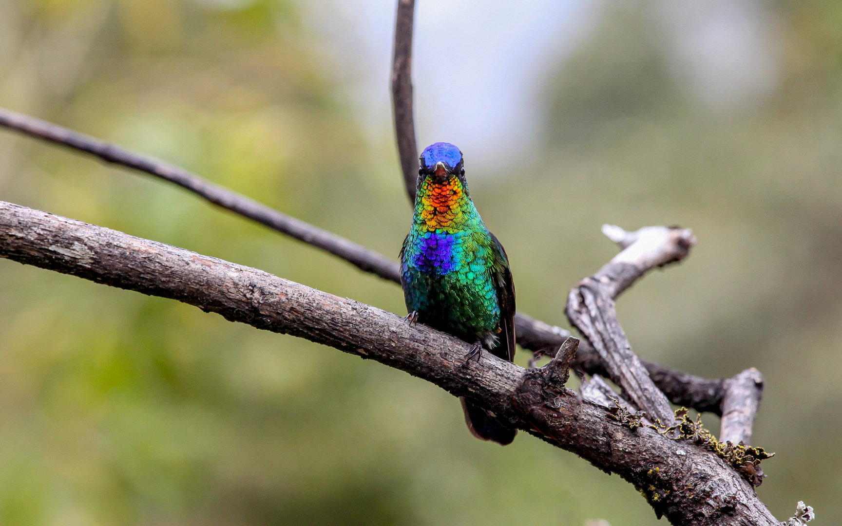 Feuerkehlkolibri (Panterpe insignis)