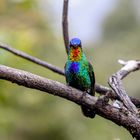 Feuerkehlkolibri (Panterpe insignis)