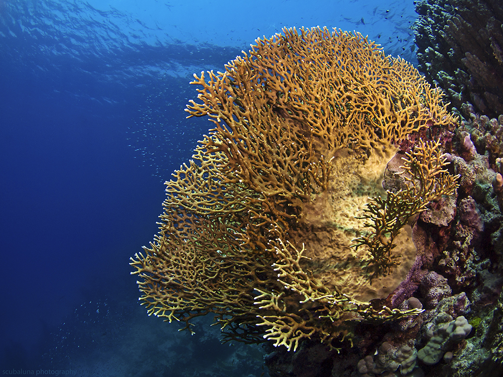 Feuerkoralle Foto & Bild unterwasser, uwsalzwasser, naturkreativ