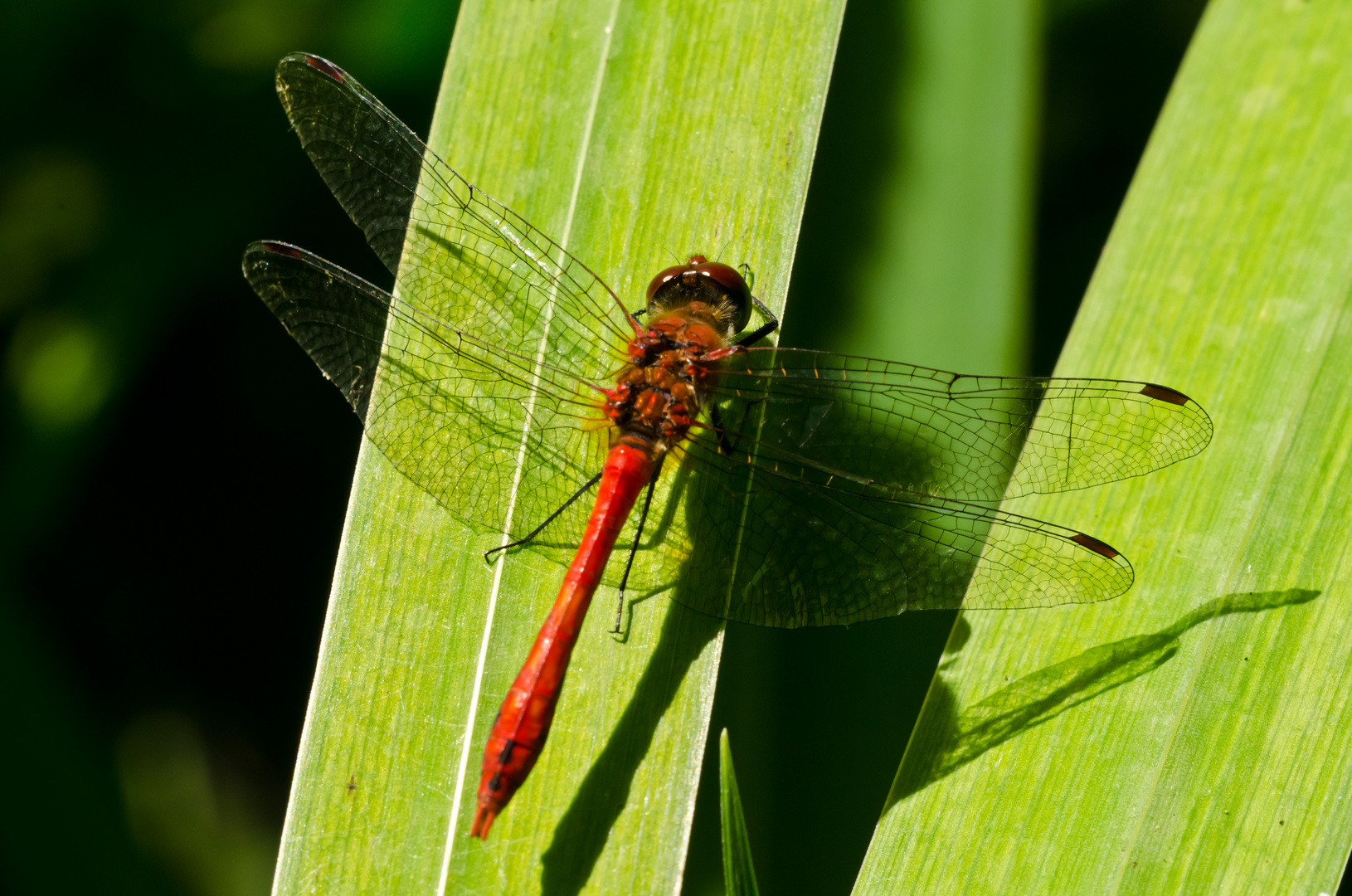 Feuerlibelle