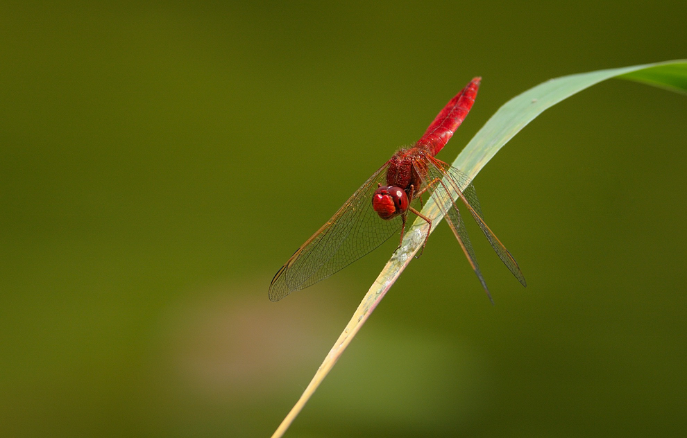 Feuerlibelle