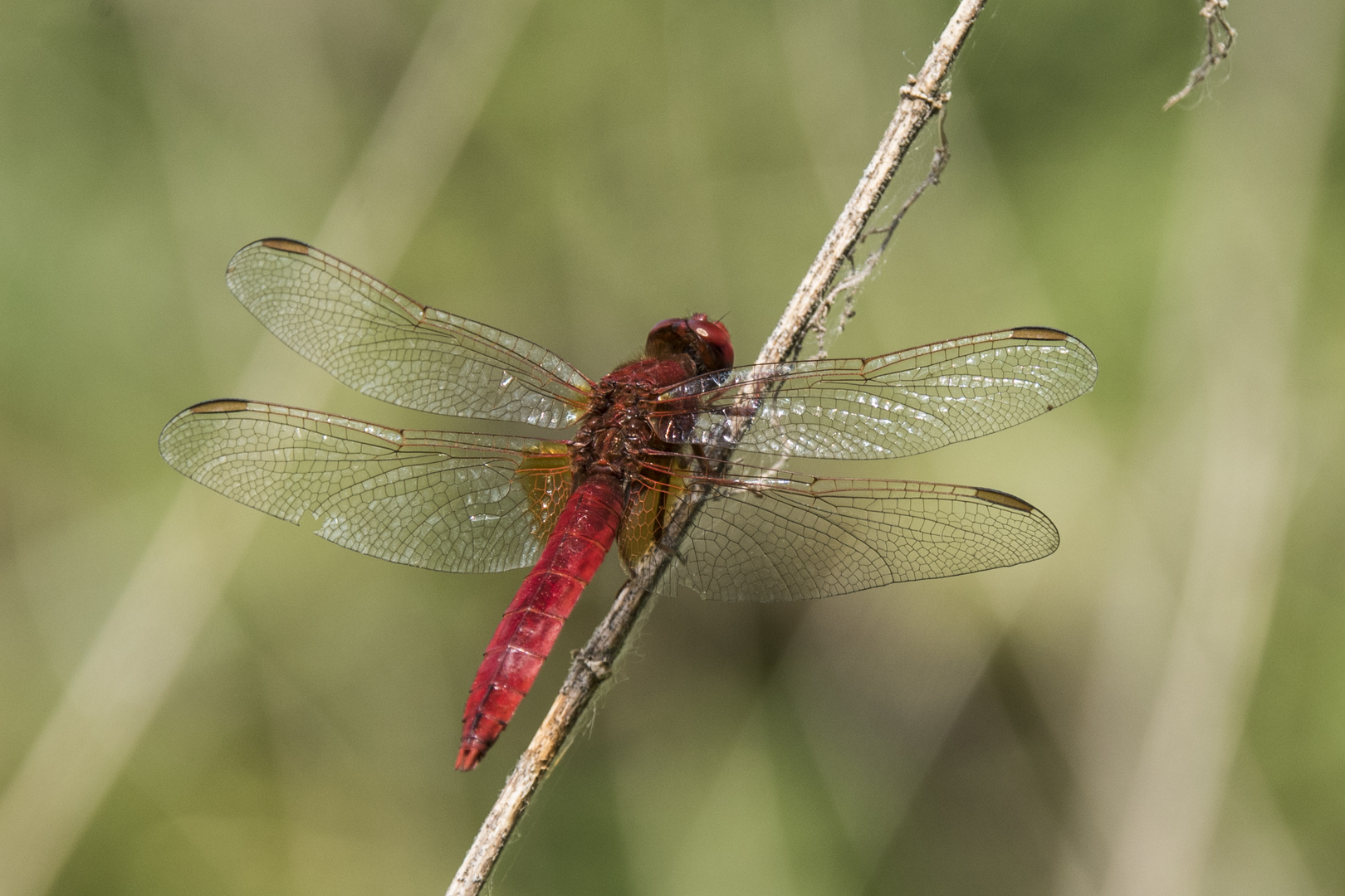 Feuerlibelle