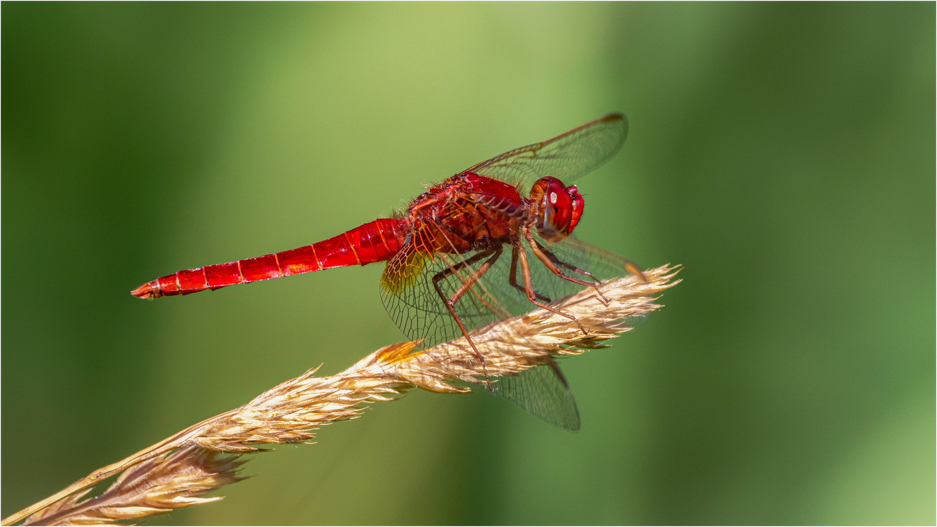 Feuerlibelle