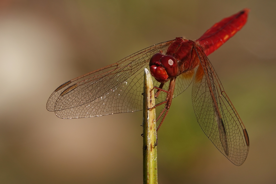 Feuerlibelle