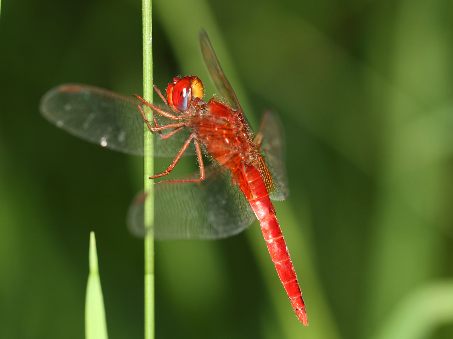 Feuerlibelle