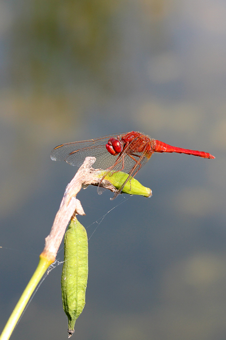 Feuerlibelle 2