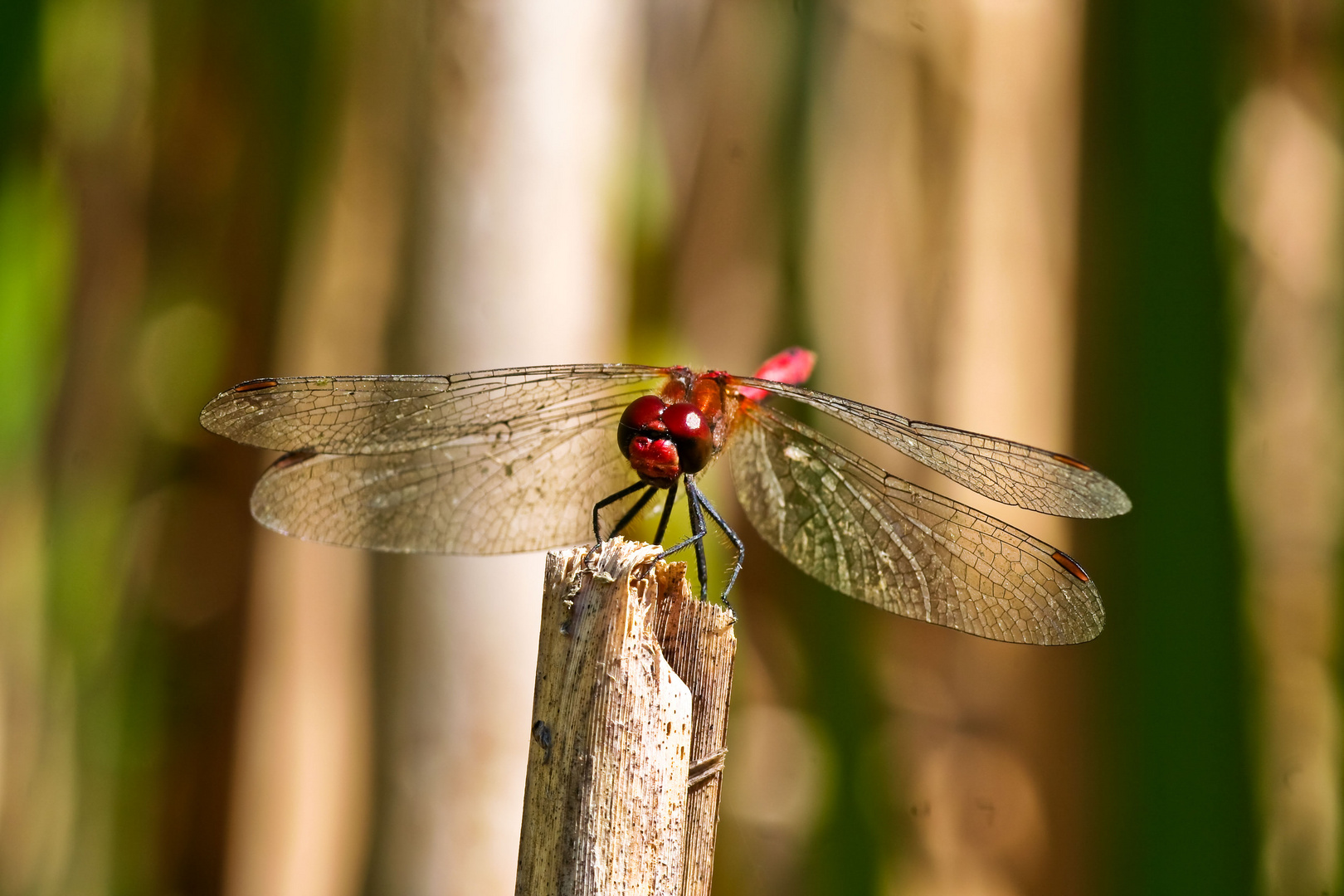 Feuerlibelle 2