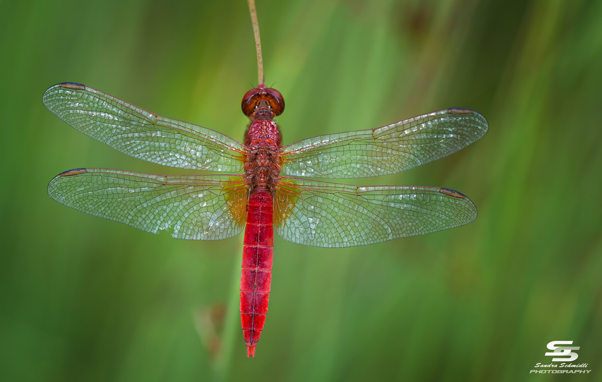 Feuerlibelle