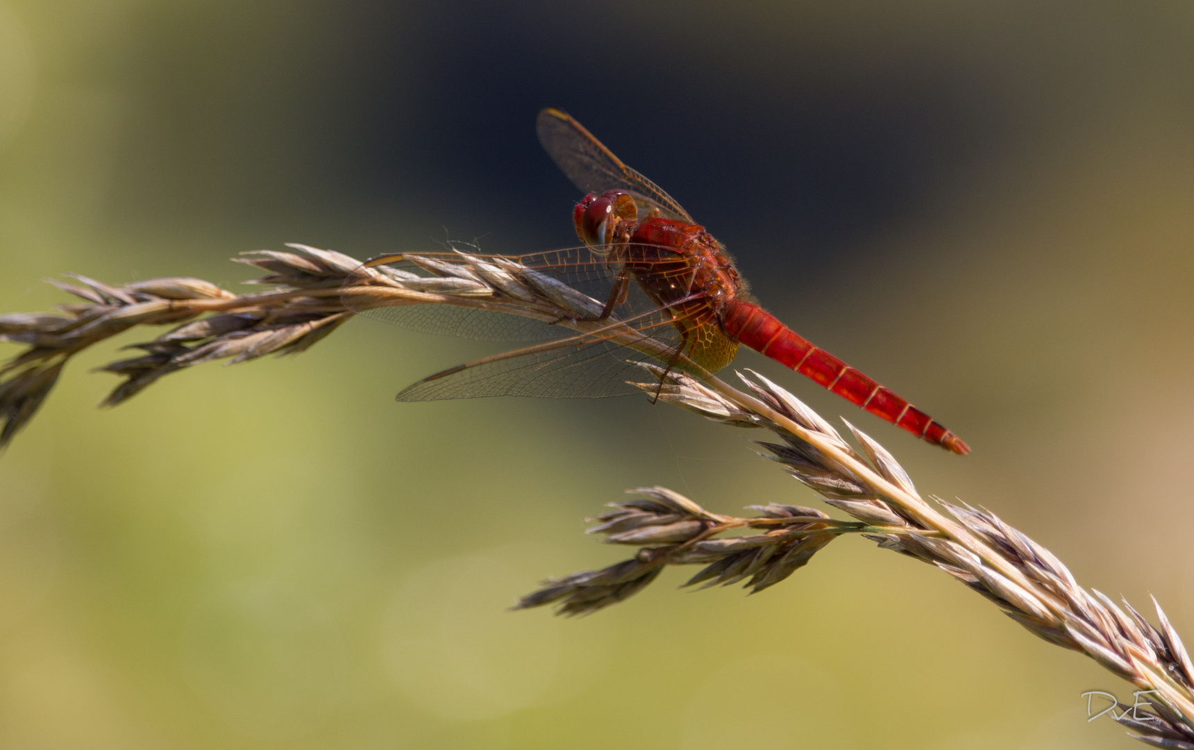 Feuerlibelle